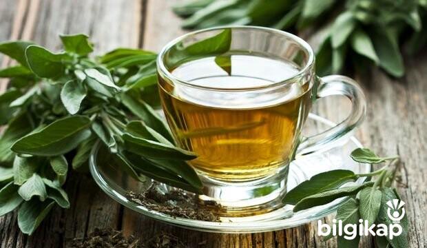 Adaçayı Nedir? Adaçayının Faydaları Nelerdir?  Şifalı Bitkiler